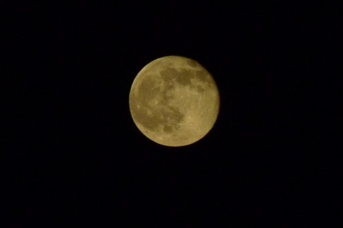 A delightful snap of last night's honey moon
