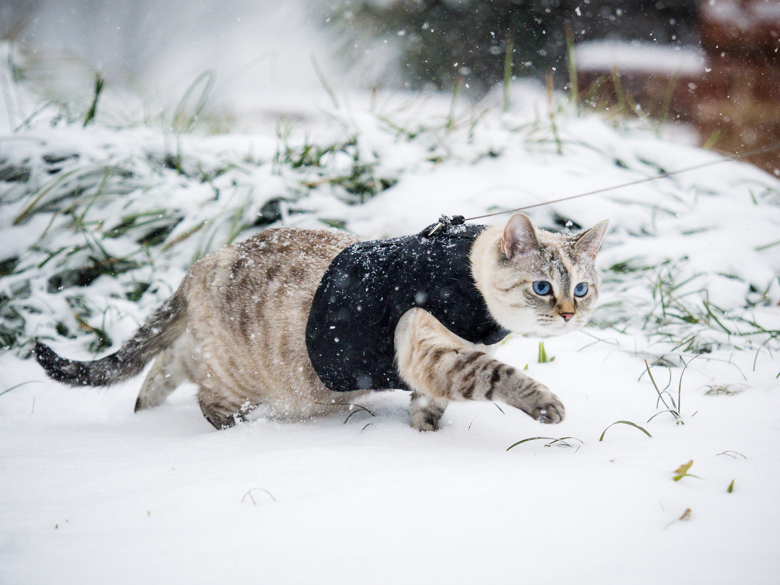 Cat on the prowl during Snowzilla 2016