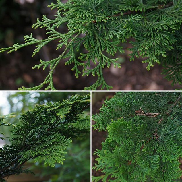 Correctly name the species of this tree to win a discounted ticket to our 2017 Spring Fundraising Gala. We had a lot of guesses of western red cedar (thuja plicata) based on the first image we posted -- but that's not it. Here are some macro shots to help aid in the guessing. Good luck!