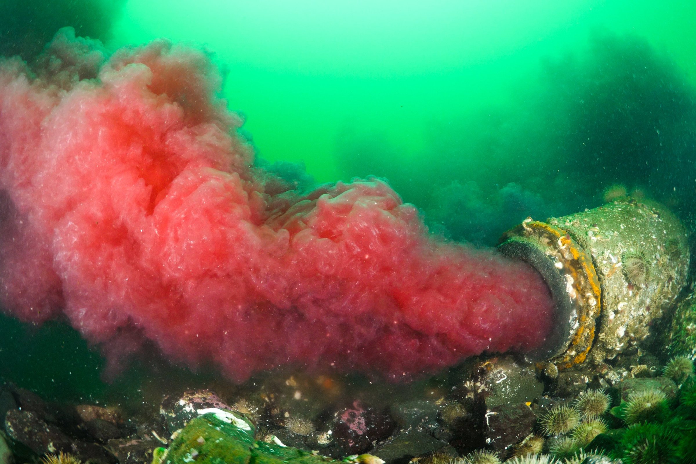 Pollution from a fish processing plant in British Columbia