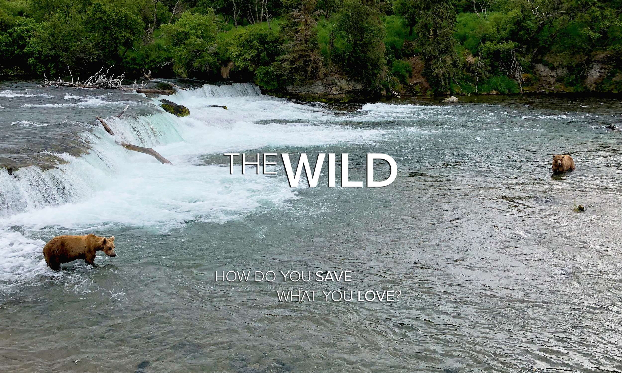 The Wild: How do you save what you love?
