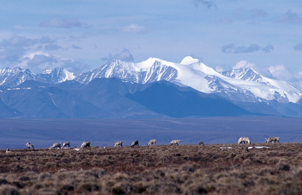 Caribou in the Arctic Refuge