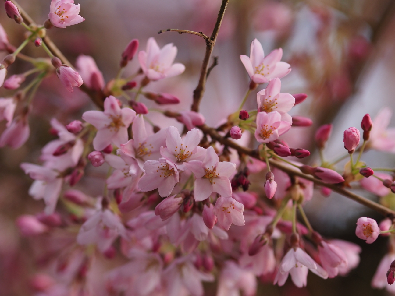 Blossoms at Eastertide