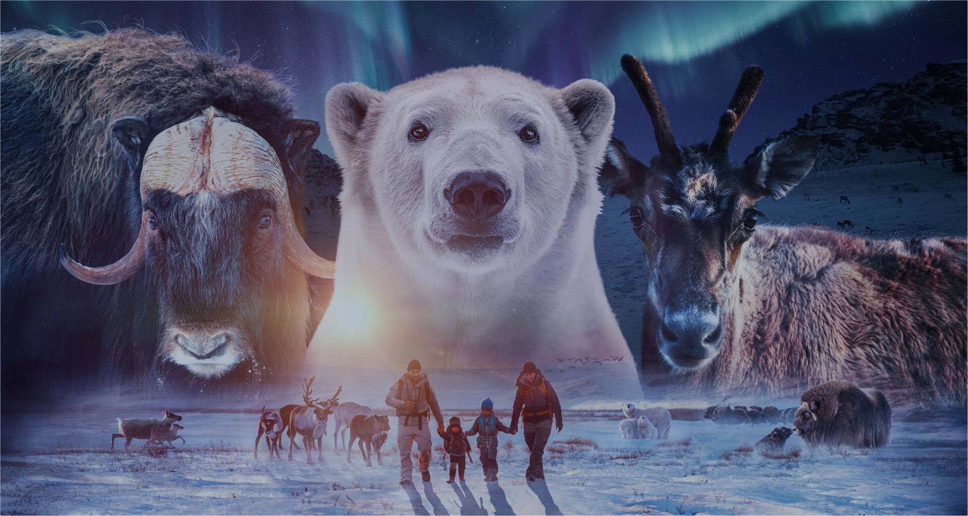 Movie poster for The Arctic - Our Last Great Wilderness
