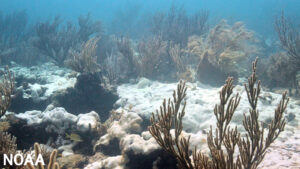 Soft coral bleaching