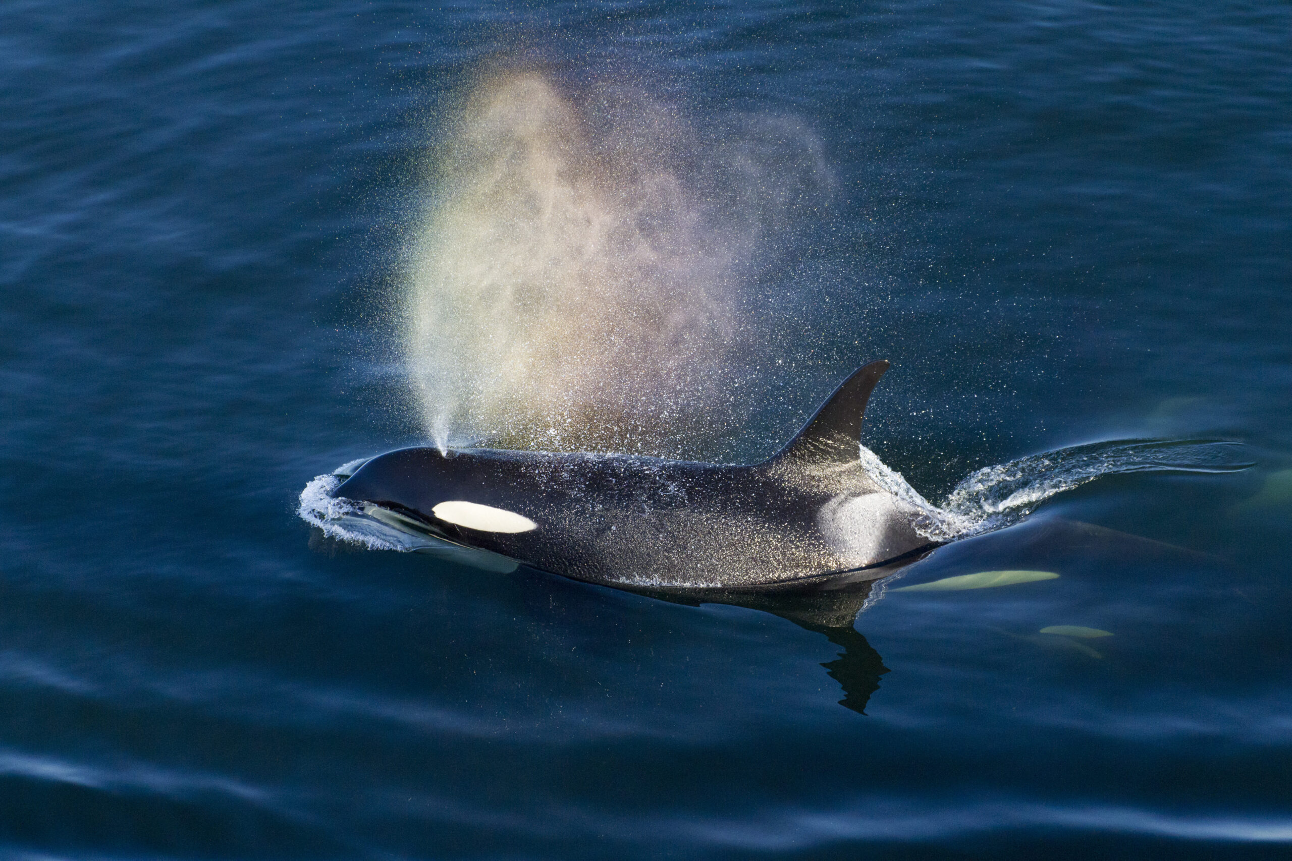 J16, a southern resident orca, making rainbows while surfacing